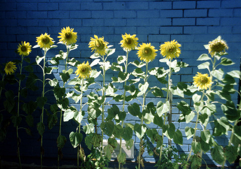 australia - sunflowers.jpg